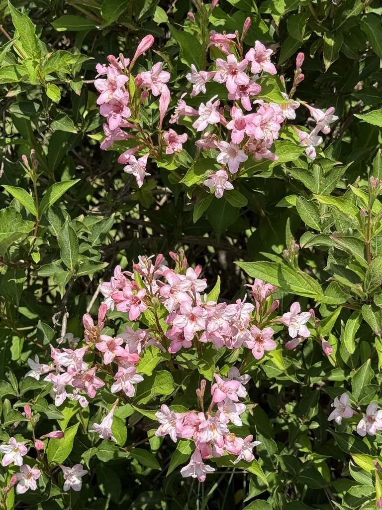 Weigela florida