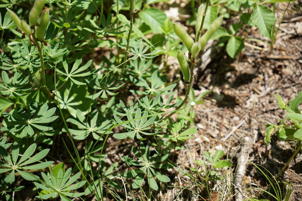 Lupinus Perennis