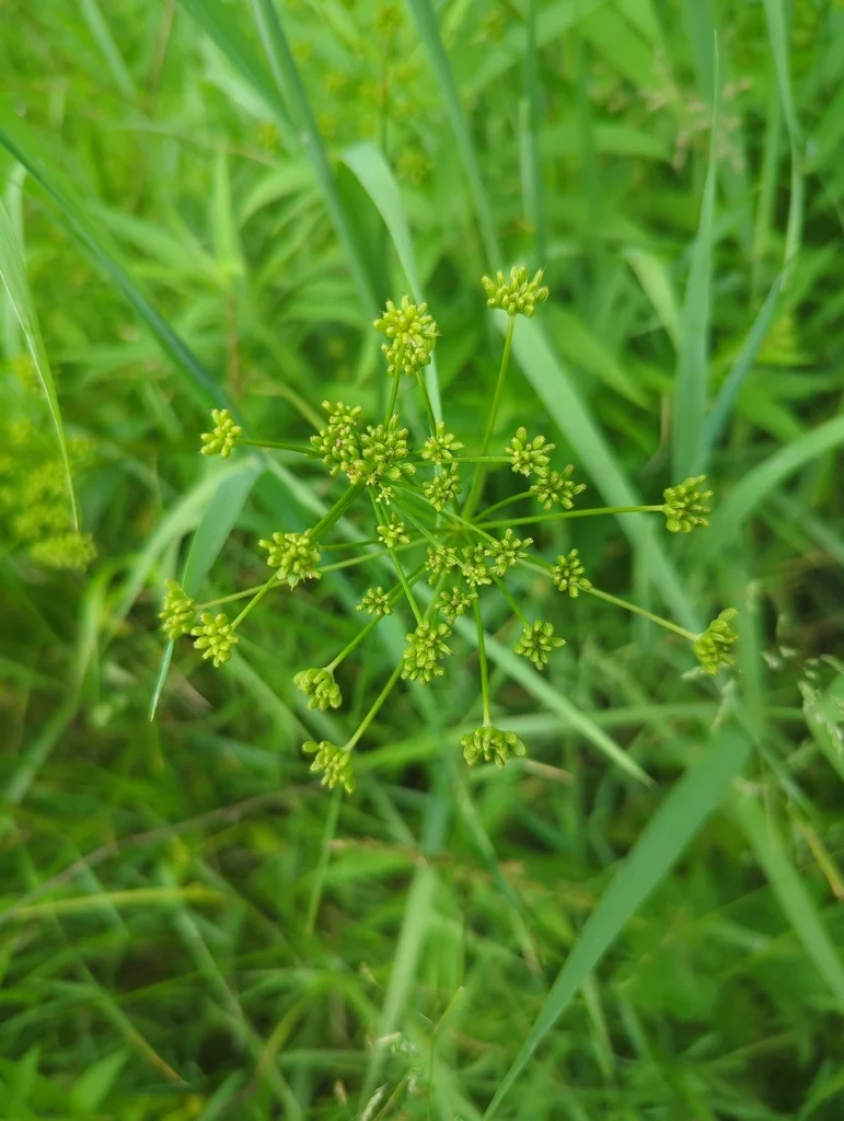 Zizia Aurea