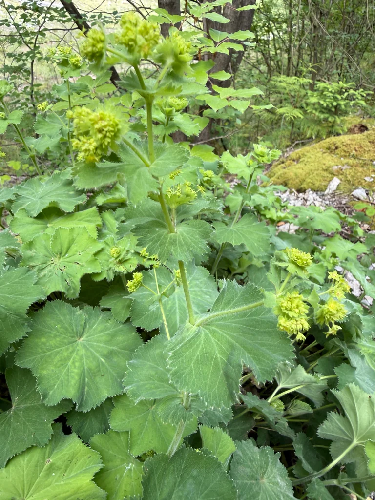 Alchemilla Mollis