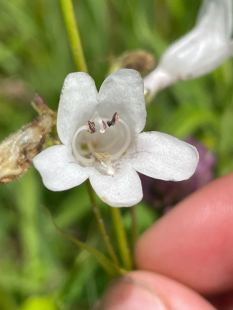 Penstemon Digitalis