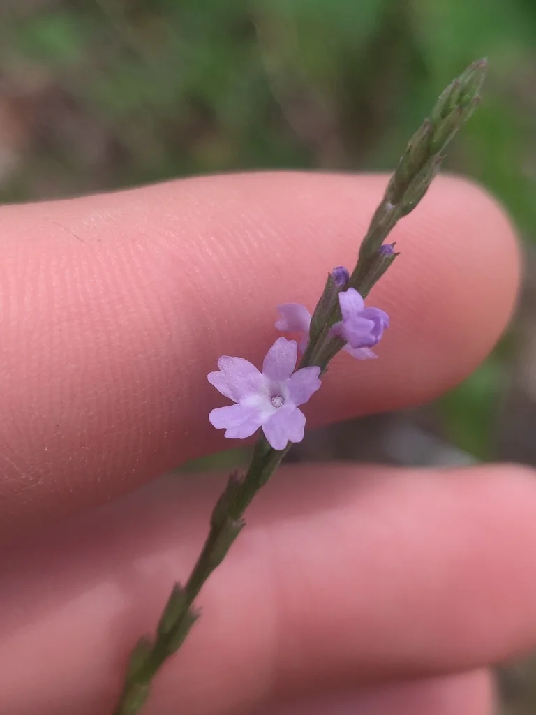 Verbena Halei