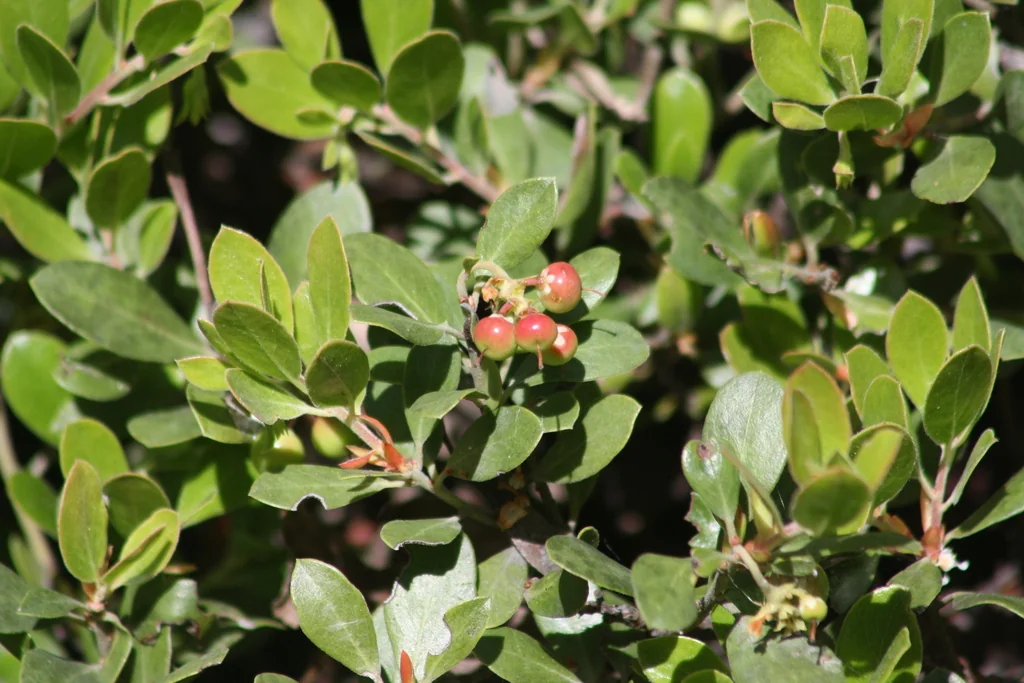 Arctostaphylos Nevadensis