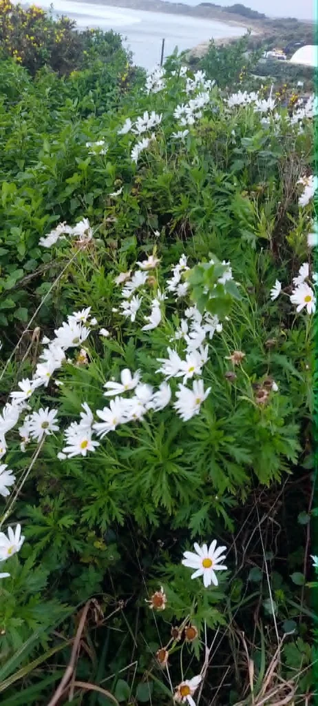 Argyranthemum frutescens