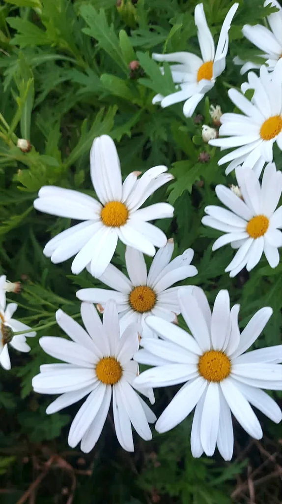 Argyranthemum frutescens