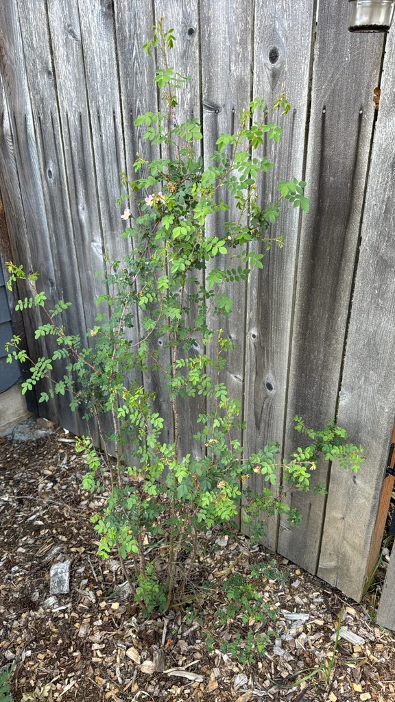 Rosa gymnocarpa