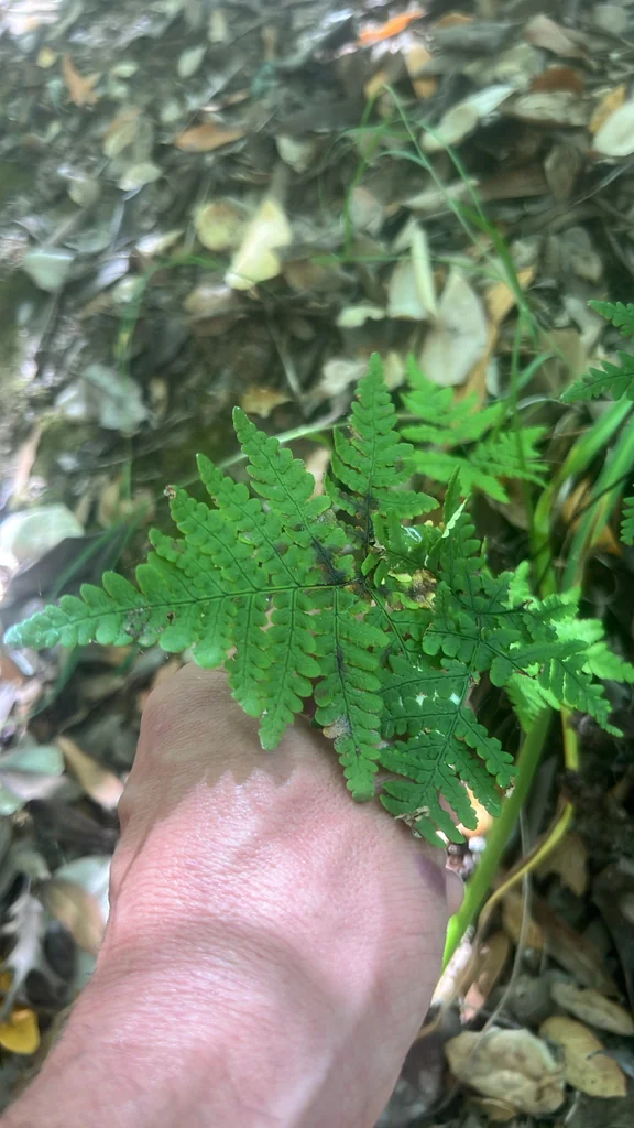 Pentagramma Triangularis