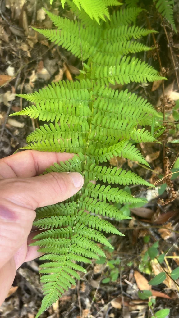 Dryopteris arguta