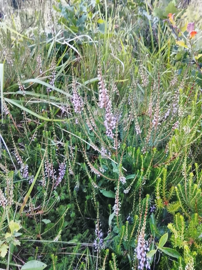Erica Vagans