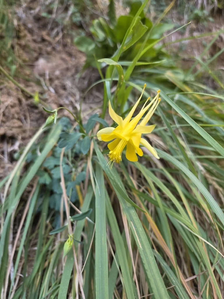 Aquilegia Chrysantha