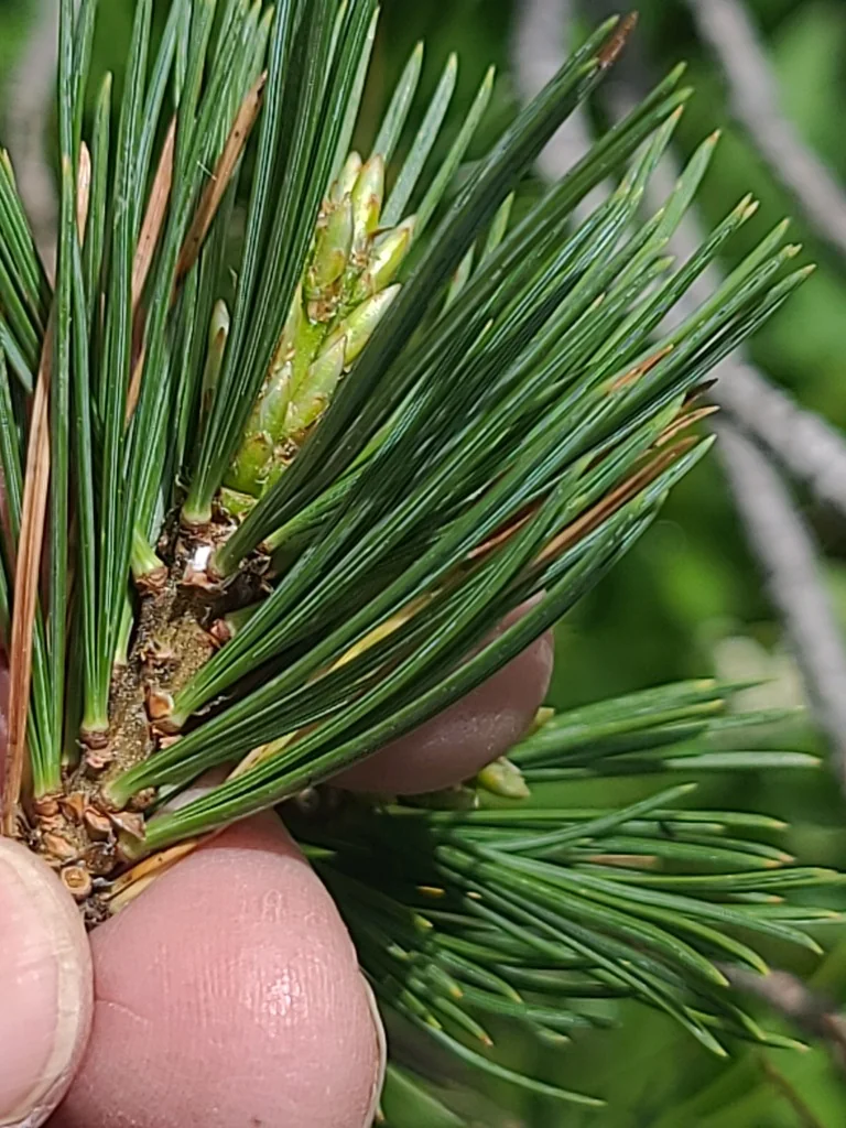Pinus Flexilis