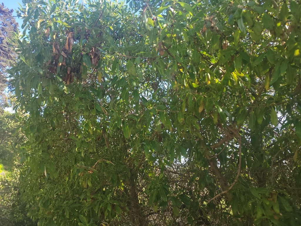 Myoporum Laetum