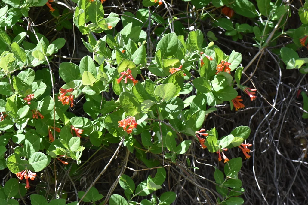 Lonicera Ciliosa
