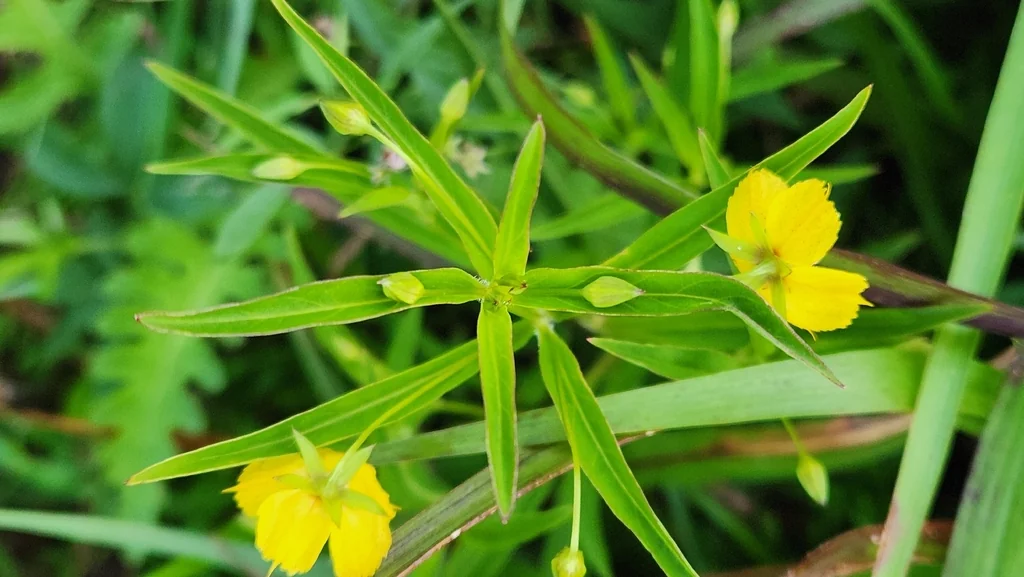 Lysimachia Lanceolata