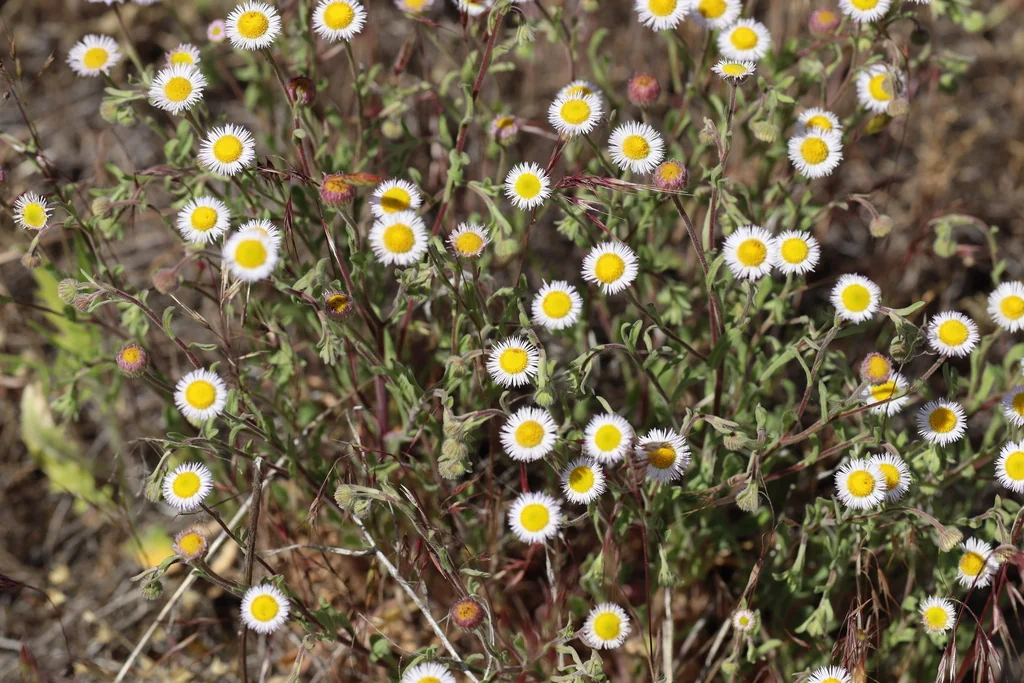 Erigeron Divergens