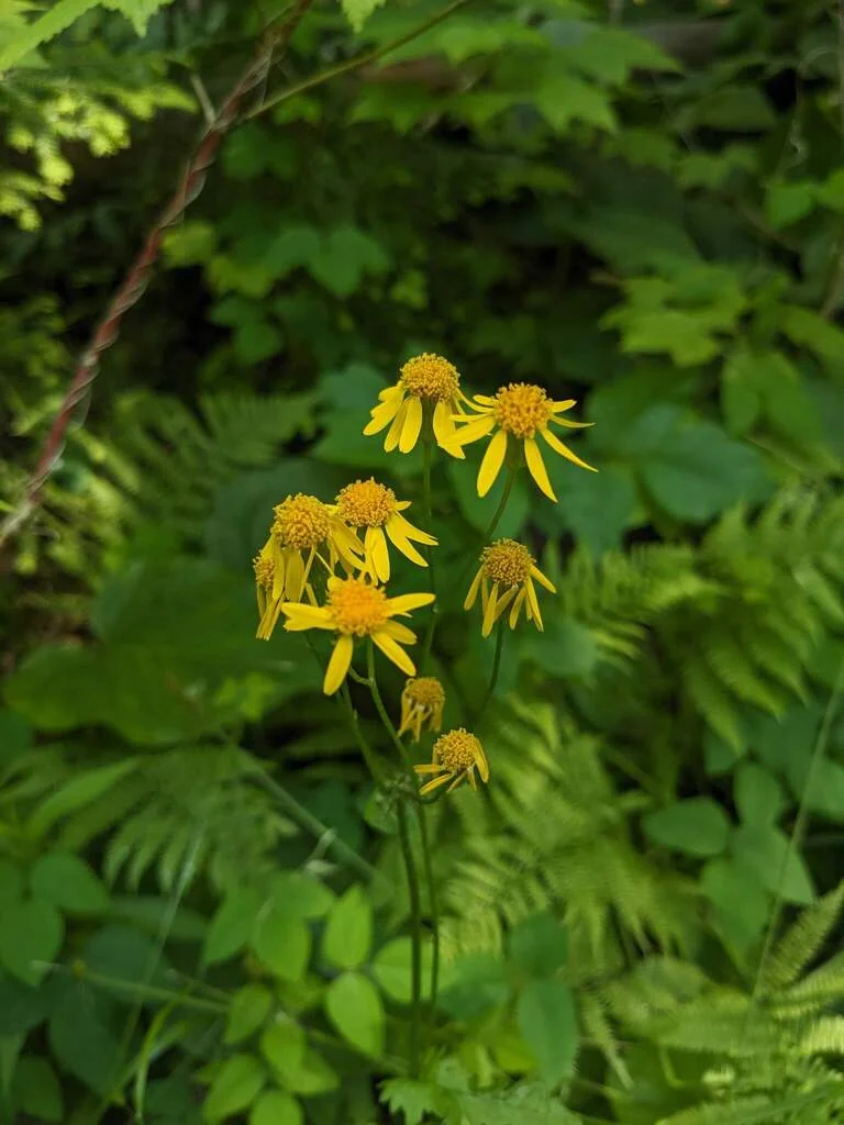 Senecio Aureus