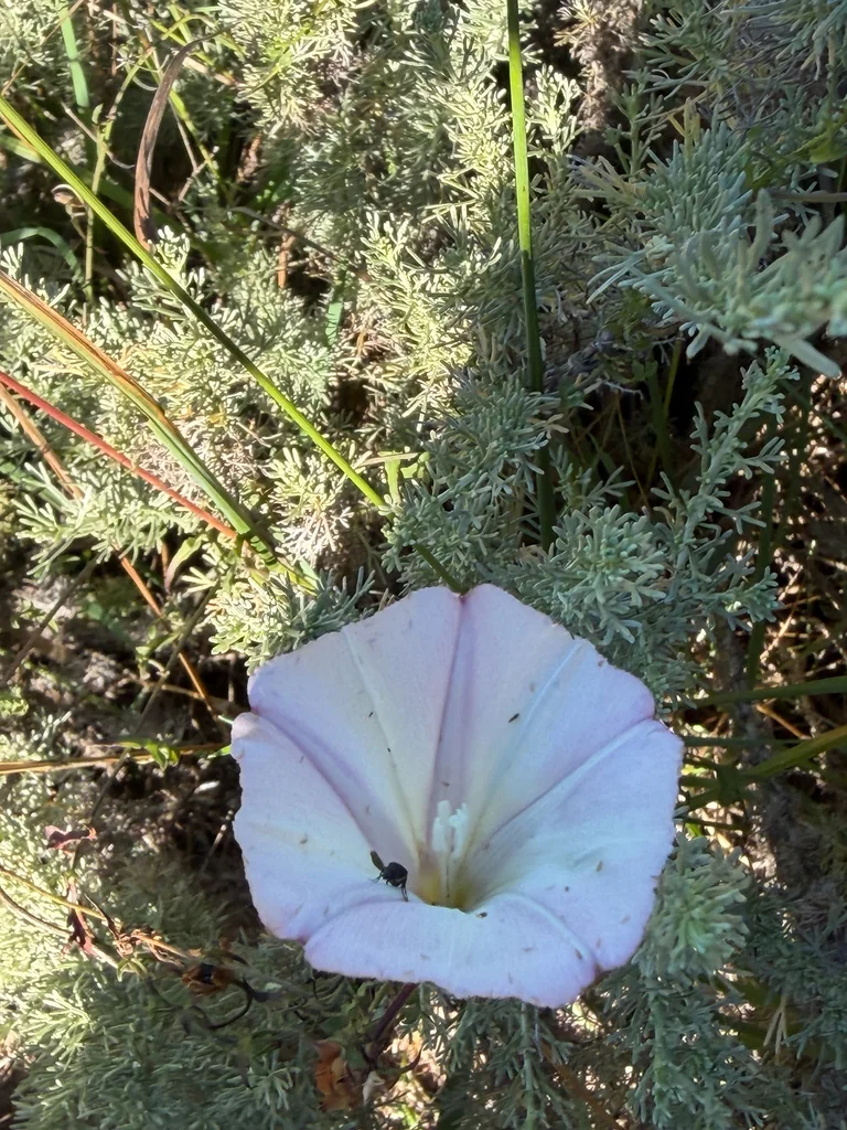 Calystegia Macrostegia