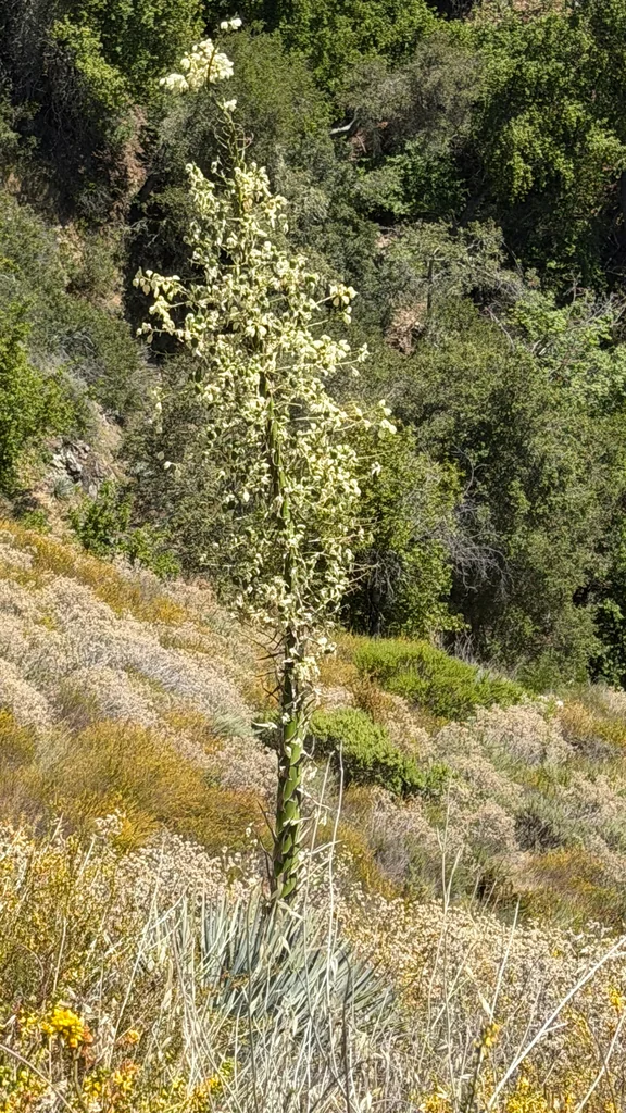 Yucca Whipplei