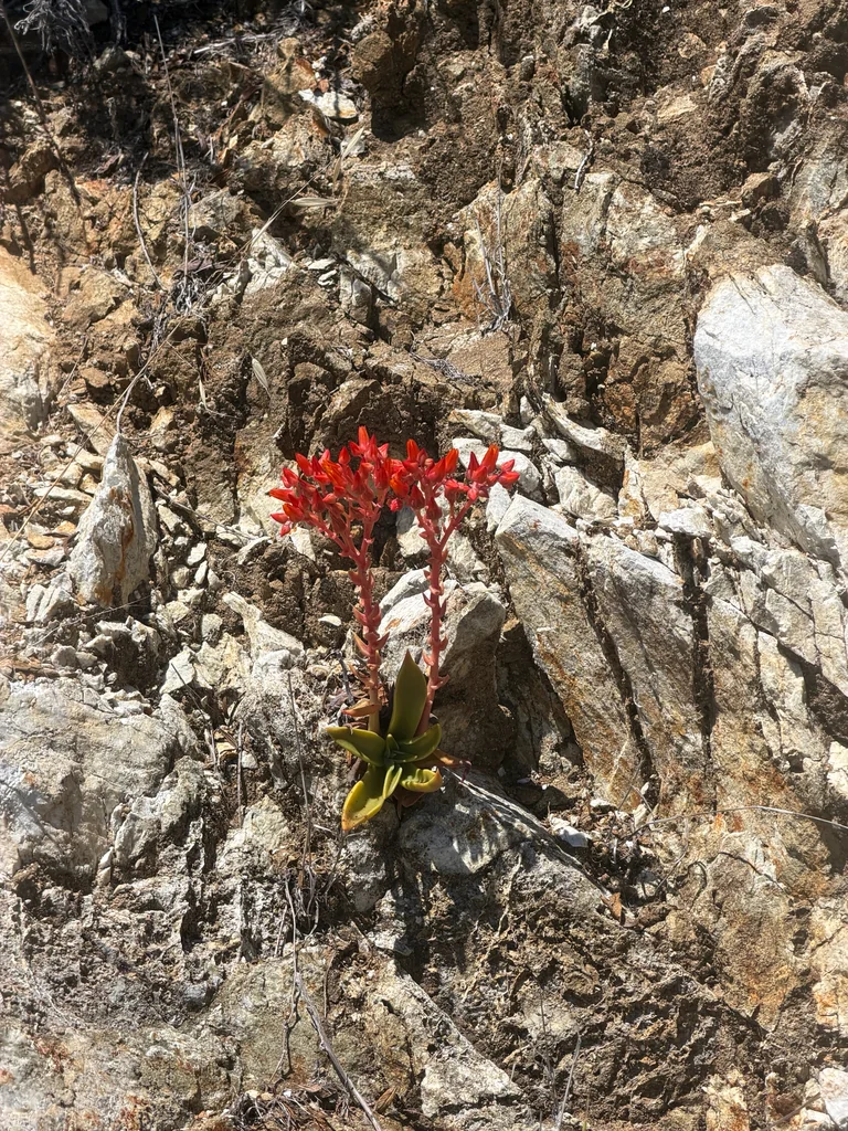 Dudleya Cymosa