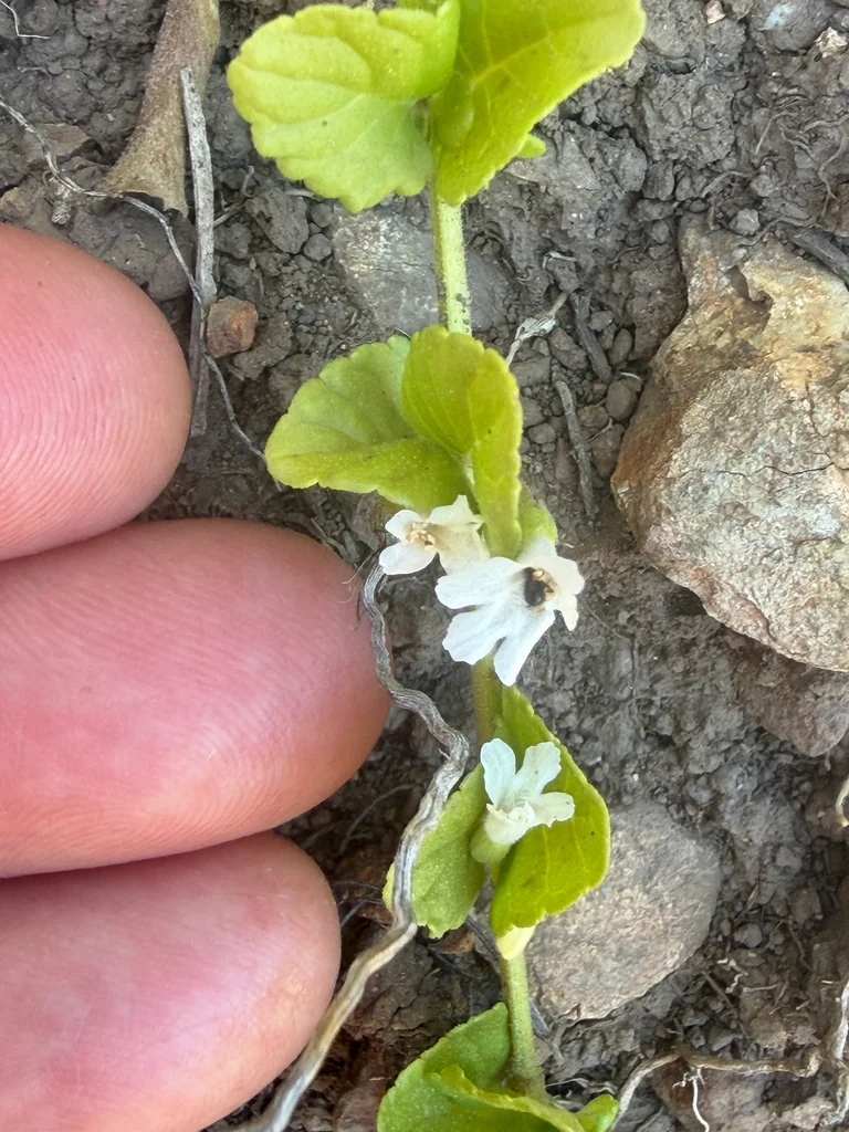 Satureja Douglasii