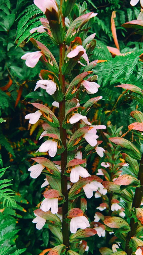 Acanthus Mollis