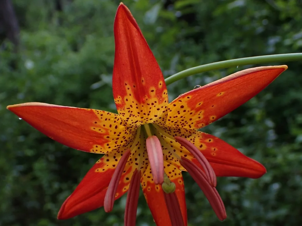 Lilium Pardalinum