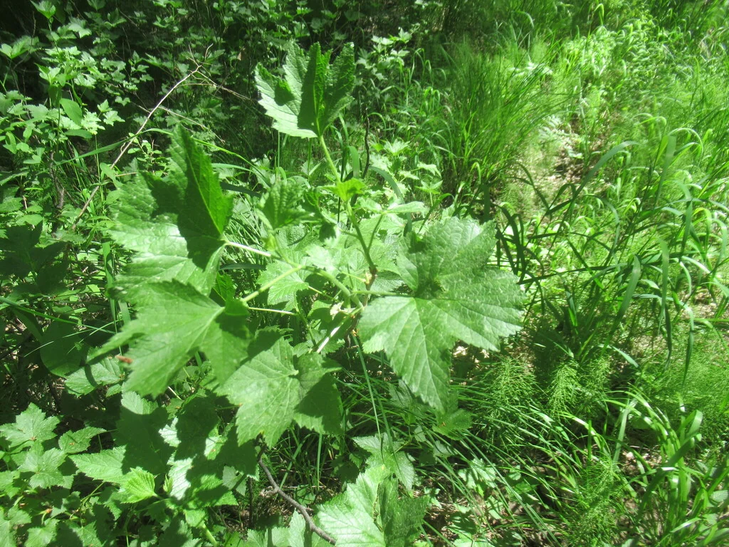 Ribes Nigrum
