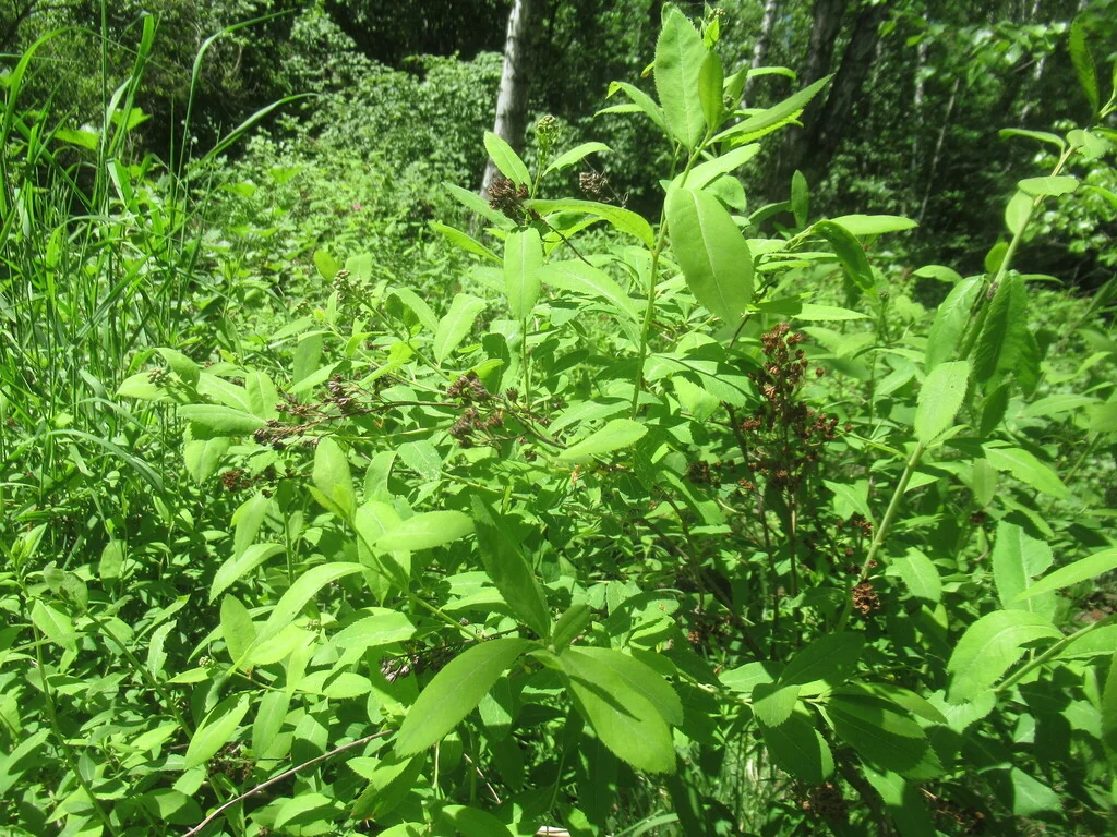 Spiraea Arguta