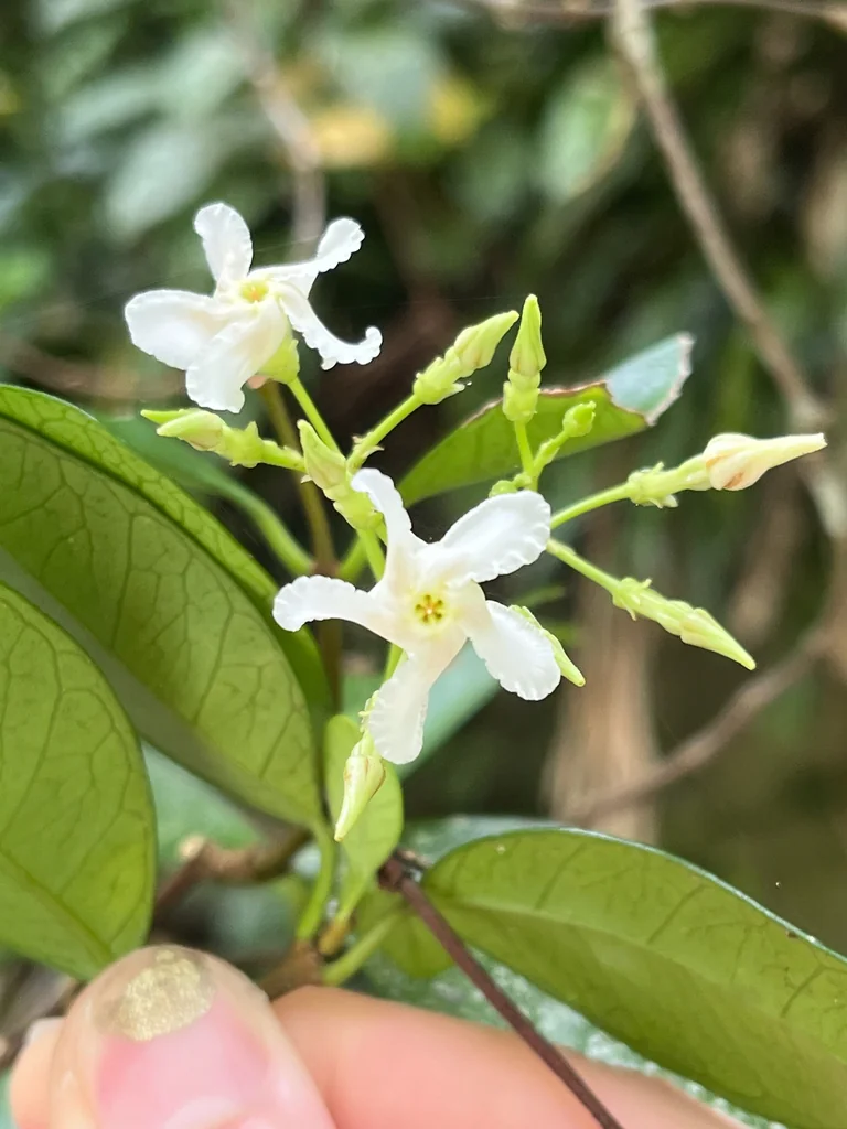 Trachelospermum Asiaticum