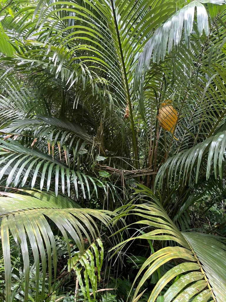 Arenga Engleri
