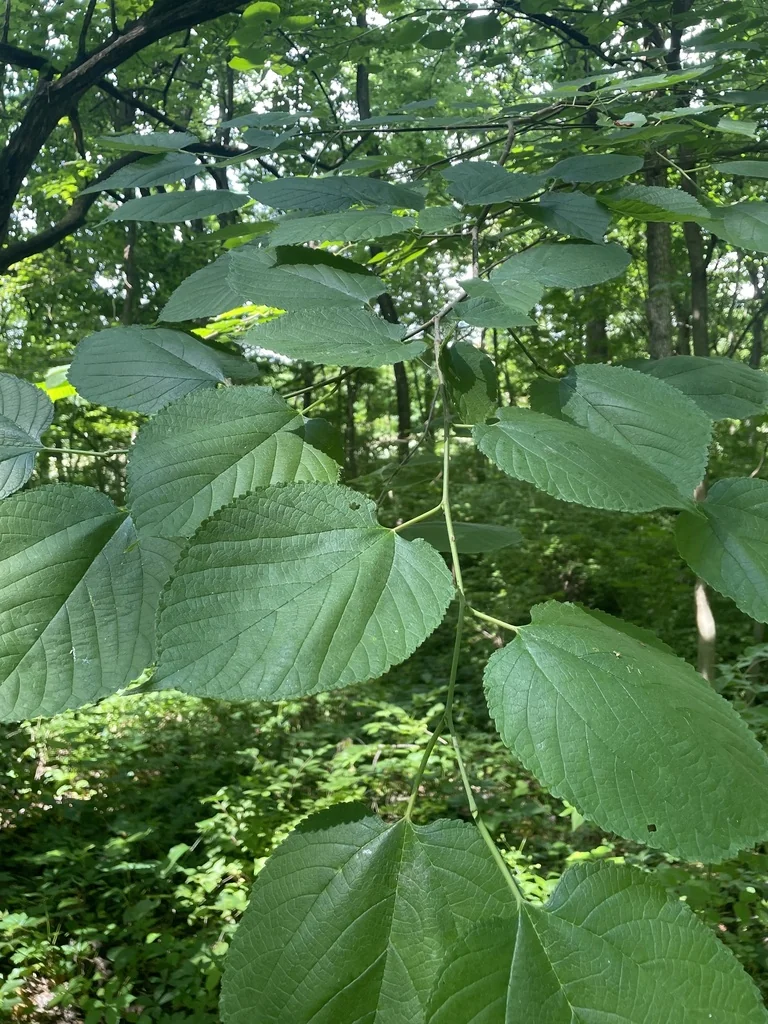 Morus Rubra