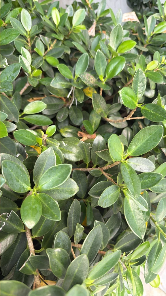Ficus microcarpa