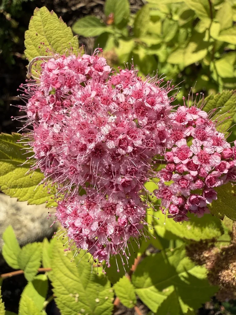Spiraea japonica