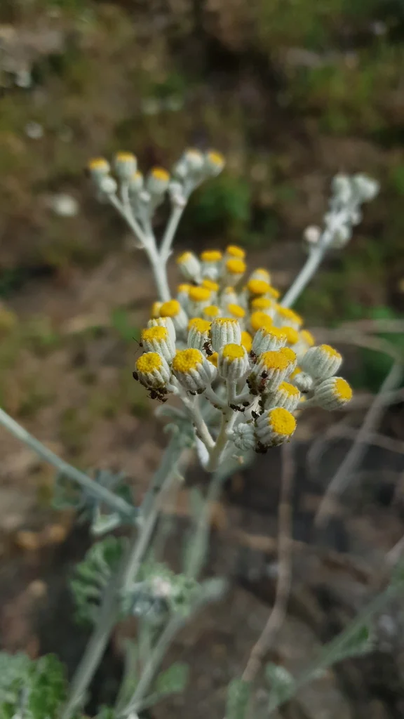 Senecio Cineraria