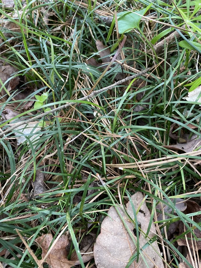Ophiopogon Japonicus