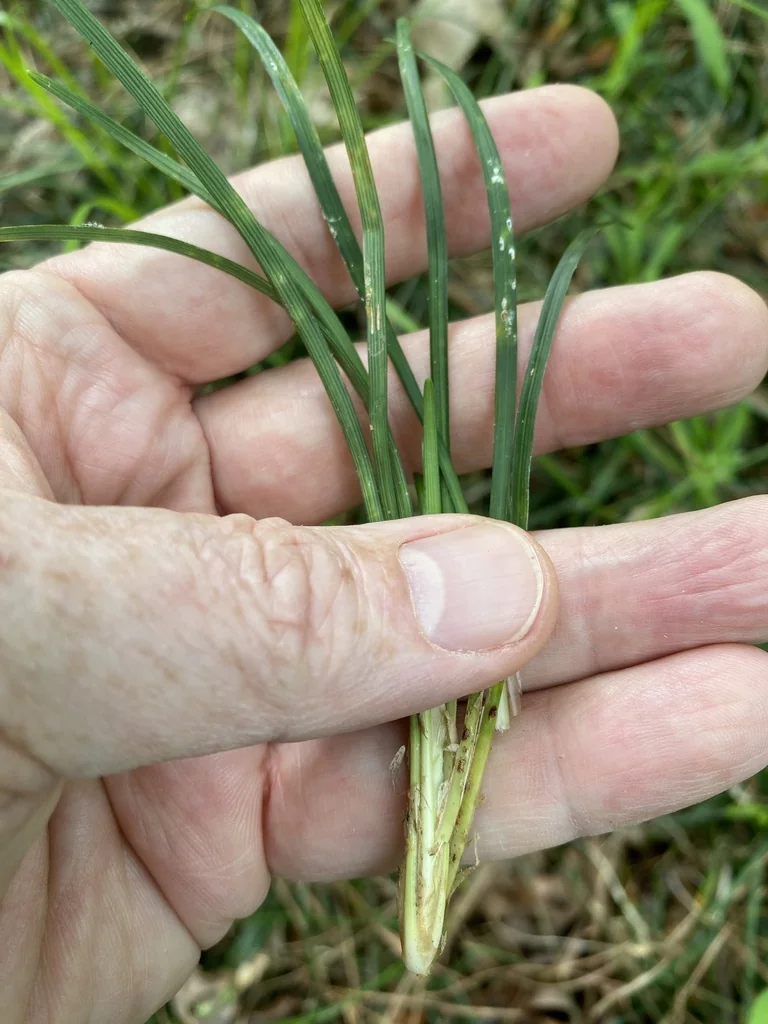 Ophiopogon Japonicus