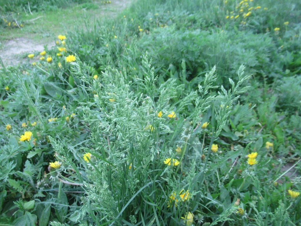 Poa Pratensis