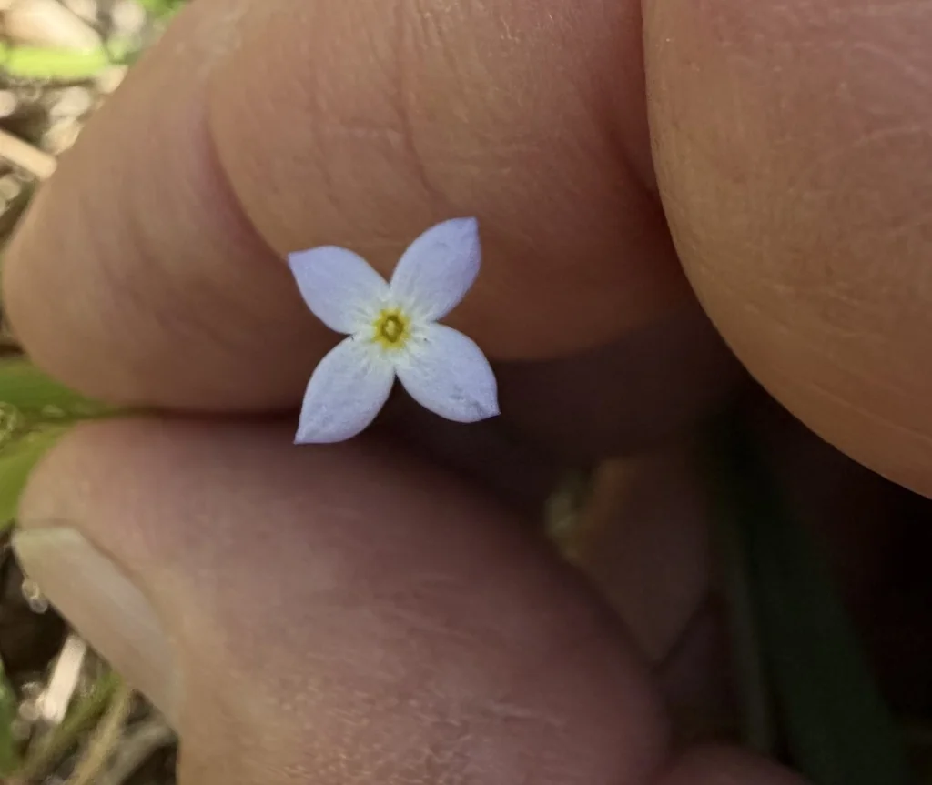 Houstonia Caerulea