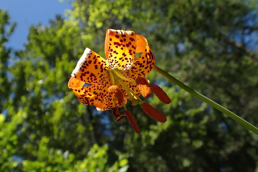 Lilium Pardalinum