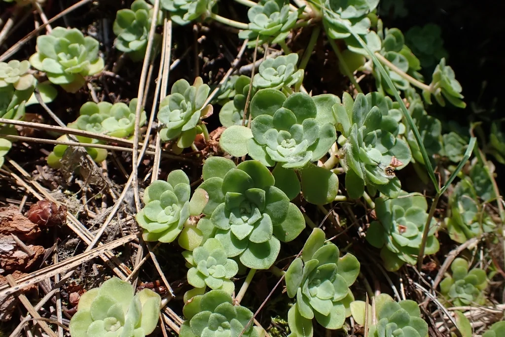 Sedum Spathulifolium