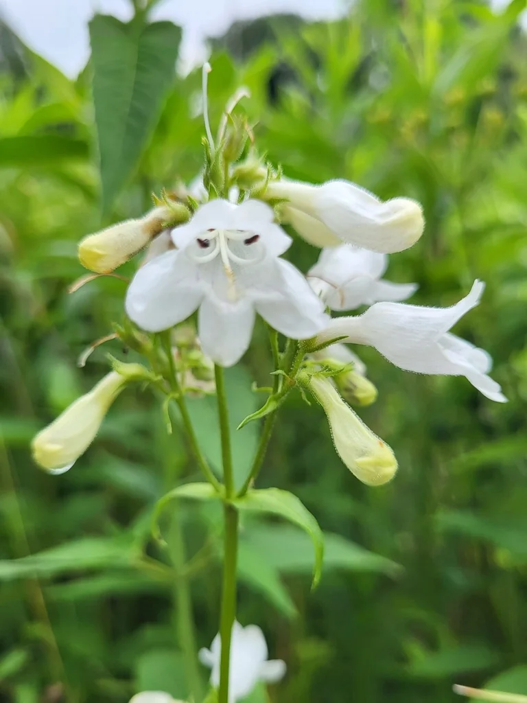 Penstemon Digitalis