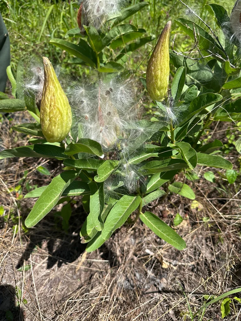 Asclepias Viridis