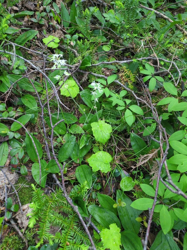 Tiarella Cordifolia