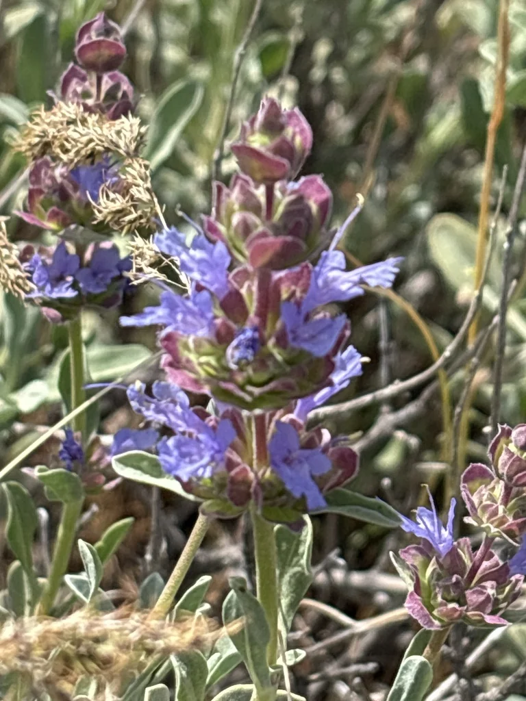 Salvia dorrii