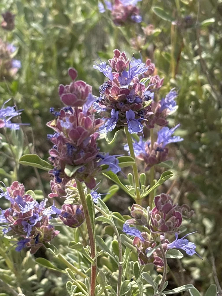 Salvia dorrii