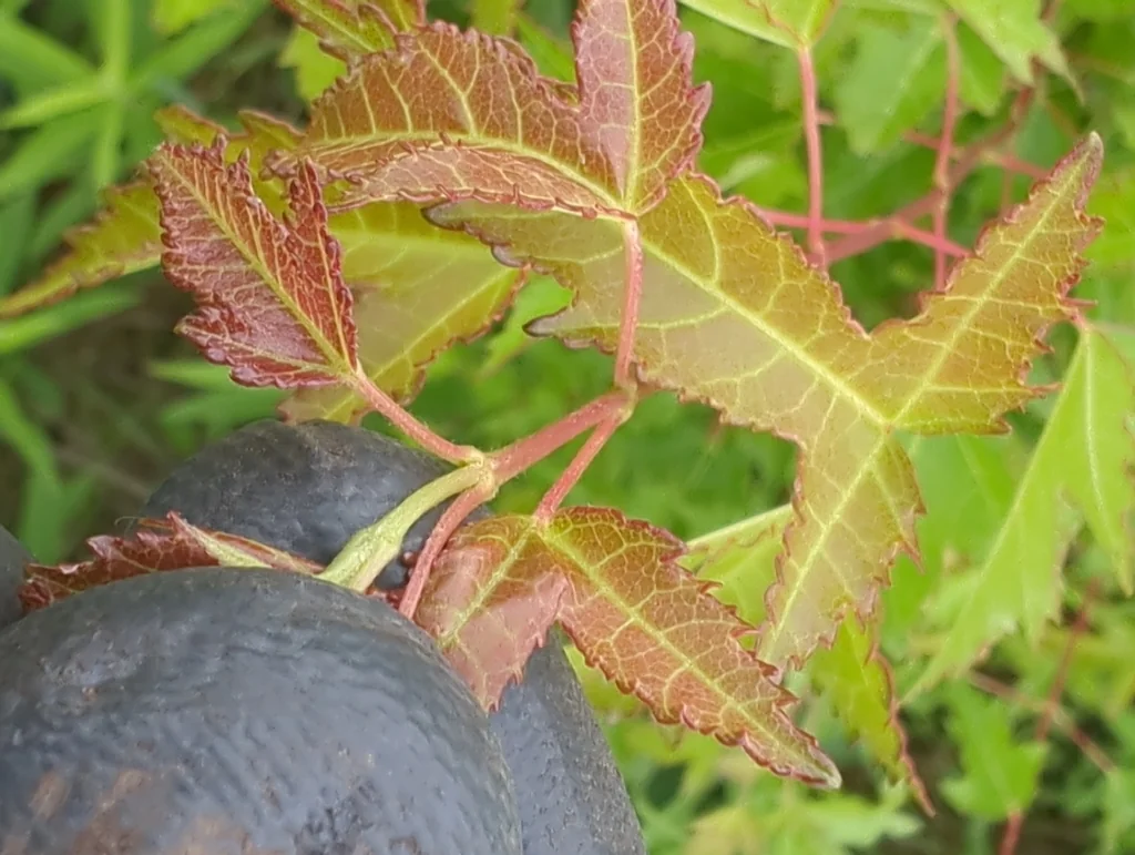Acer Ginnala