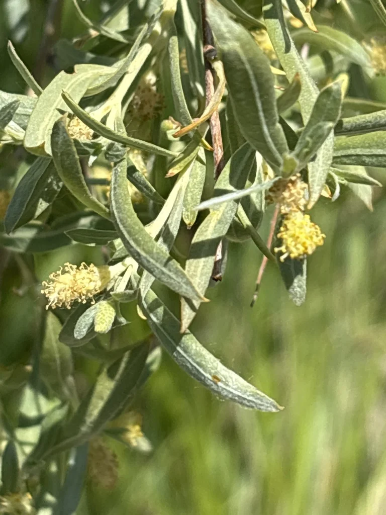Salix Exigua