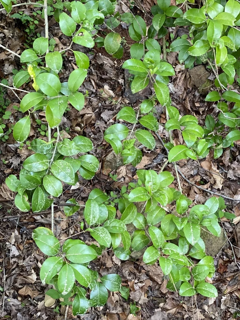 Ligustrum Japonicum