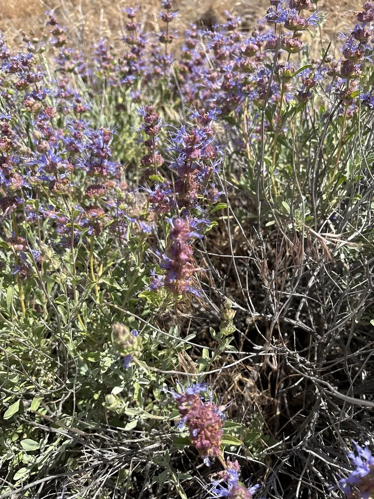 Salvia dorrii
