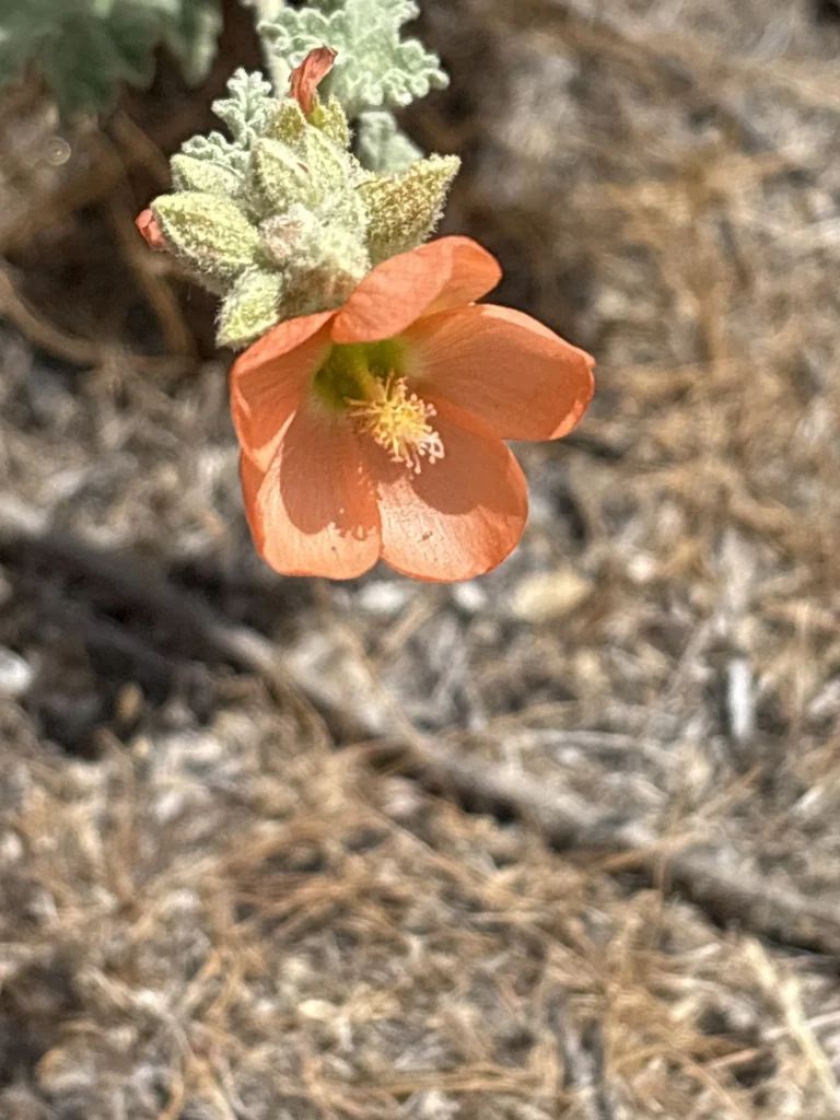 Sphaeralcea Munroana
